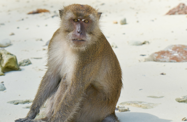 Twelfth monkey dies in Hong Kong zoo bacterial outbreak