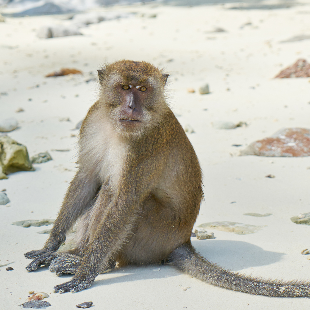 Twelfth monkey dies in Hong Kong zoo bacterial outbreak