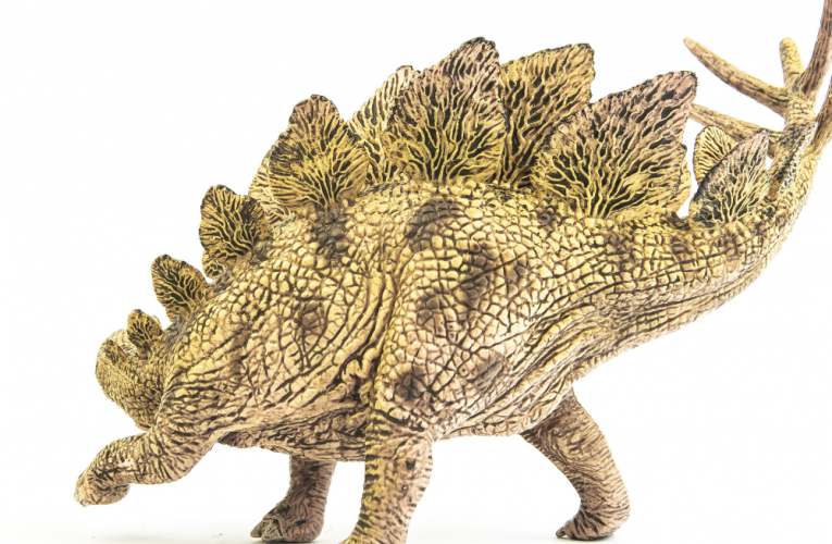 A spiked sensation: New York museum displays rare stegosaurus