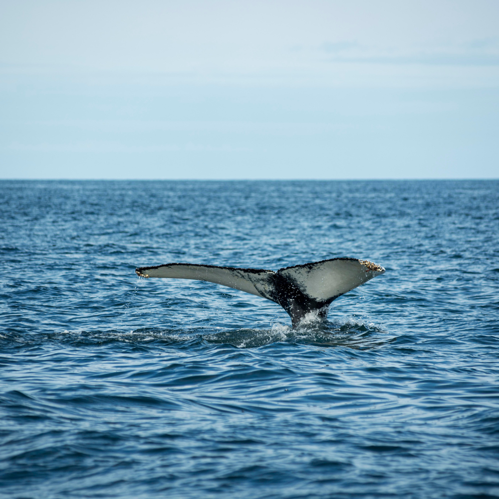 Over 150 Whales stranded on remote Australian beach as rescue efforts continue